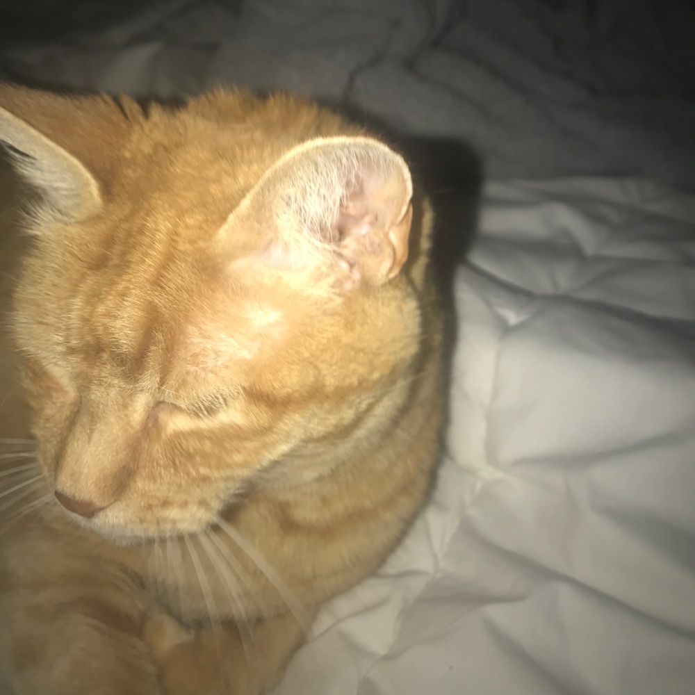 Meet your Posher, Shari